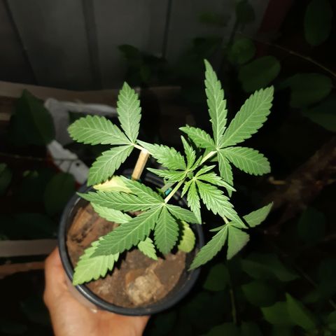 Zombie kush growlog photo: Preventivo-segunda ferti