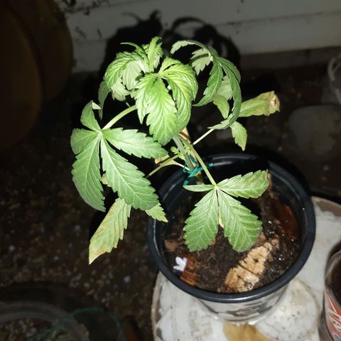 Zombie kush growlog photo: Tercera ferti