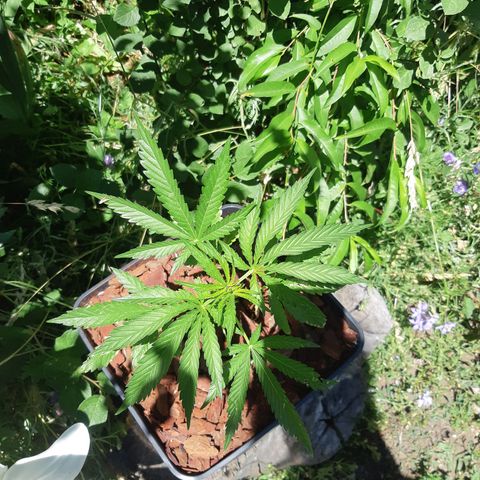 Zombie kush growlog timeline photo