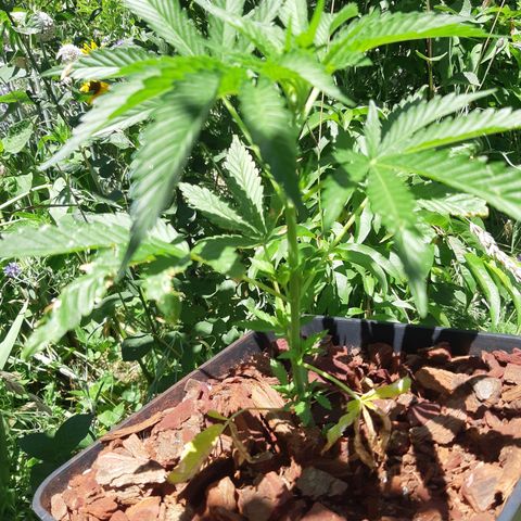 Zombie kush growlog timeline photo