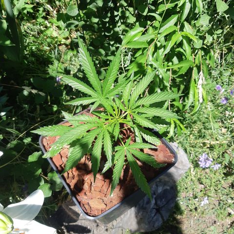Zombie kush growlog timeline photo