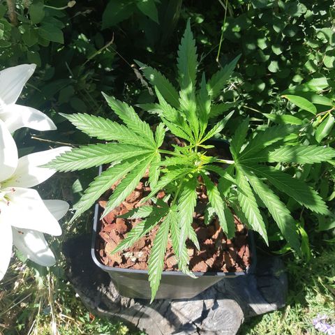 Zombie kush growlog timeline photo
