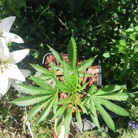 Zombie kush growlog timeline photo