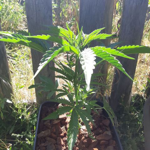 Zombie kush growlog timeline photo