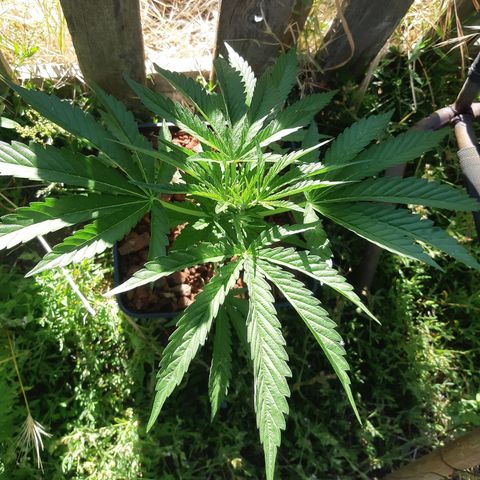 Zombie kush growlog timeline photo