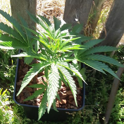 Zombie kush growlog timeline photo