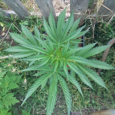 Zombie kush growlog timeline photo