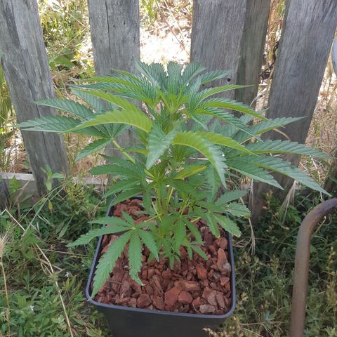 Zombie kush growlog timeline photo