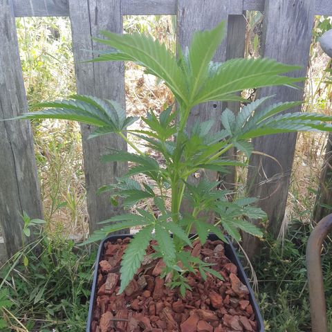 Zombie kush growlog timeline photo