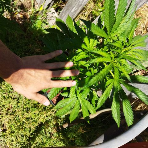 Zombie kush growlog timeline photo