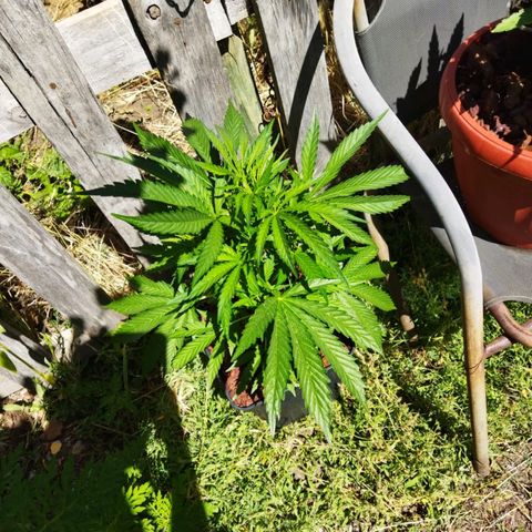 Zombie kush growlog timeline photo