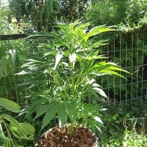 Zombie kush growlog timeline photo