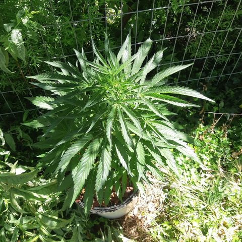 Zombie kush growlog timeline photo