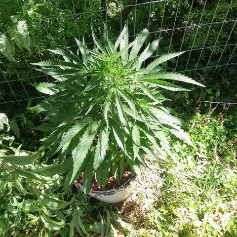 Zombie kush growlog timeline photo