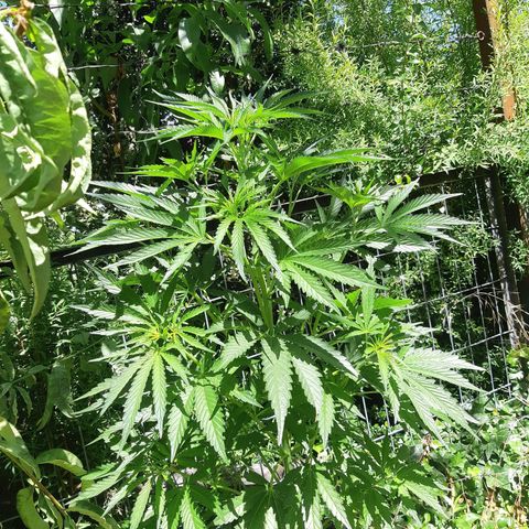 Zombie kush growlog timeline photo