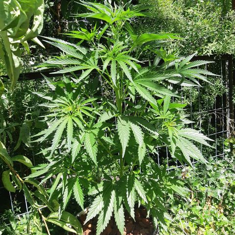 Zombie kush growlog timeline photo