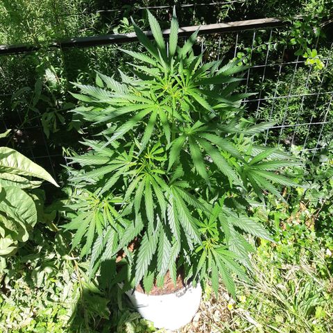 Zombie kush growlog timeline photo