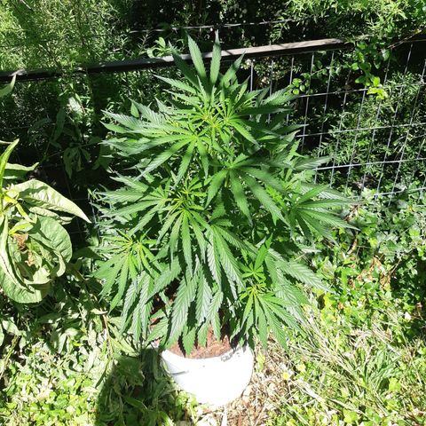 Zombie kush growlog timeline photo