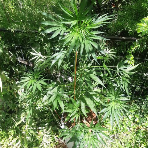 Zombie kush growlog timeline photo