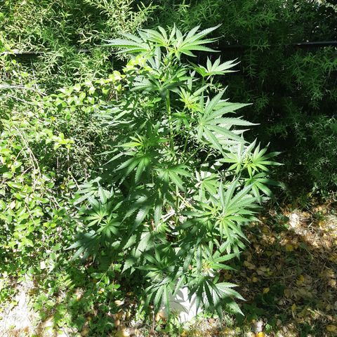 Zombie kush growlog timeline photo