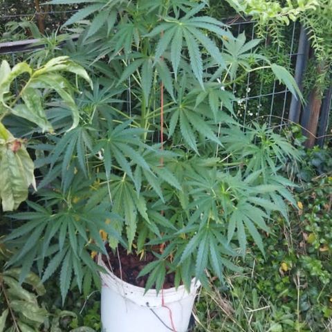 Zombie kush growlog timeline photo