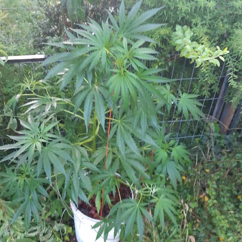 Zombie kush growlog timeline photo