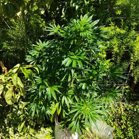 Zombie kush growlog timeline photo