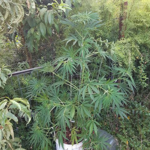 Zombie kush growlog photo: Hesi boost(aplicación foliar)
3ml/l bio grow
2ml/l bio Bloom 