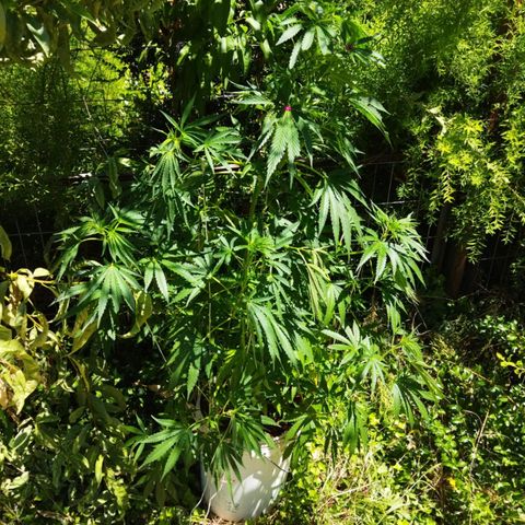 Zombie kush growlog photo: 3 litros 
2ml bio grow
1,5ml bio bloom