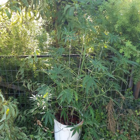 Zombie kush growlog photo: 3ml bio grow
2ml bio bloom