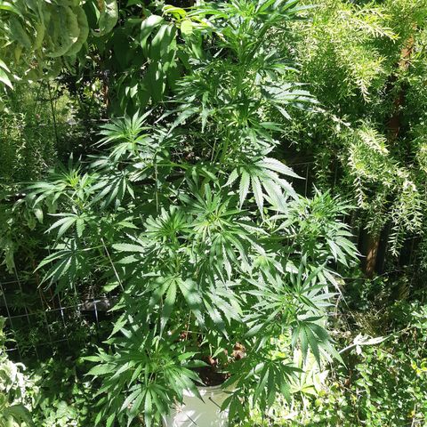 Zombie kush growlog timeline photo