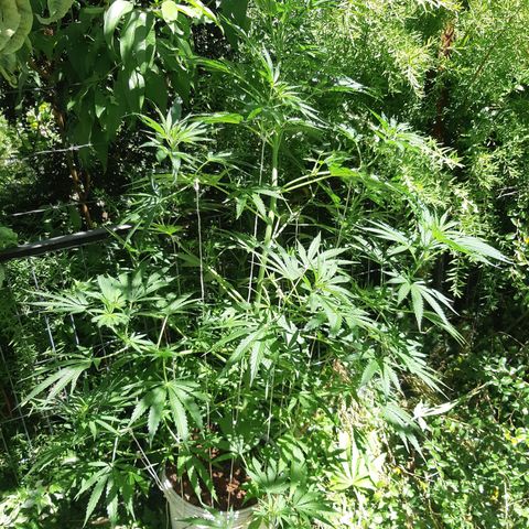 Zombie kush growlog timeline photo