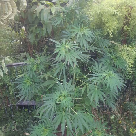 Zombie kush growlog photo: 2l agua 