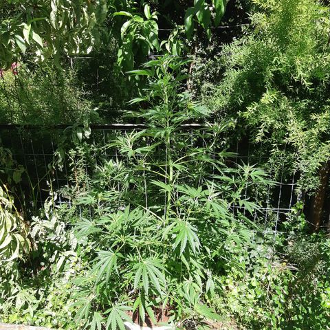 Zombie kush growlog photo: 3ml bio grow
2ml bio bloom