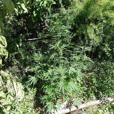 Zombie kush growlog photo: 3ml bio grow
2ml bio bloom