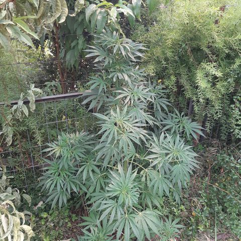 Zombie kush growlog photo: 3ml bio grow
2ml bio bloom