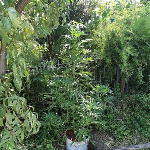 Zombie kush growlog photo: 5l
3ml biogrow
2ml bio bloom