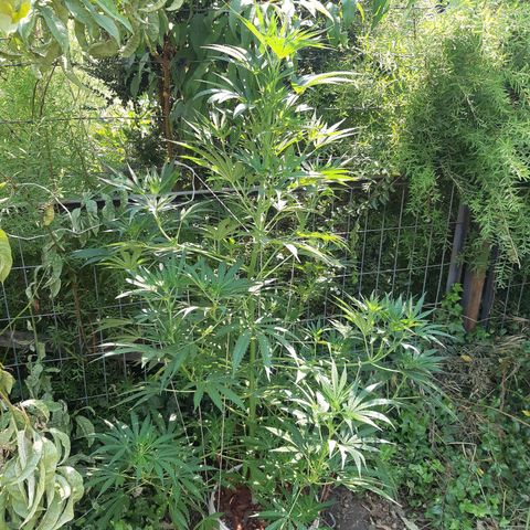 Zombie kush growlog photo: 5l
3ml biogrow
2ml bio bloom