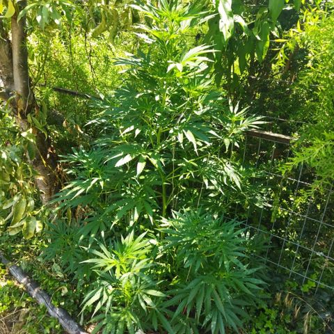 Zombie kush growlog timeline photo