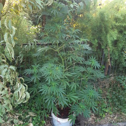 Zombie kush growlog photo: 4l
3ml bio grow
3mp bio bloom