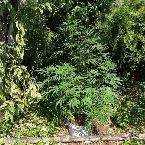 Zombie kush growlog timeline photo