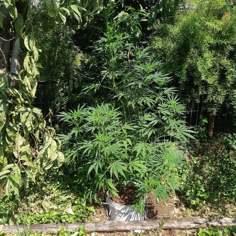 Zombie kush growlog timeline photo