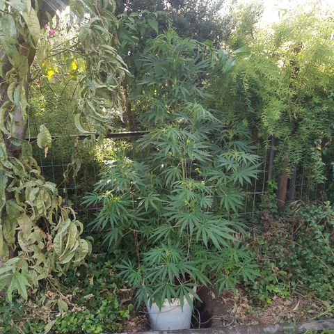 Zombie kush growlog photo: 4
3ml bio grow
2,5 bio bloom 
1 top max