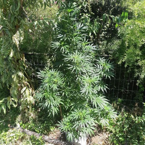 Zombie kush growlog photo: 4l
3ml biogrow
2.5nl biobloom
1ml topmax