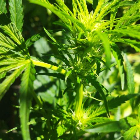 Zombie kush growlog photo: 4lt
3ml biogrow
3ml biobloom
1.3 topmax