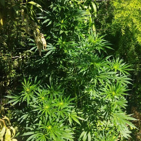Zombie kush growlog photo: 4lt
3ml biogrow
3ml biobloom
1.3 topmax