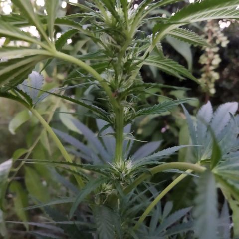 Zombie kush growlog photo: 3ml biogrow
3ml bio bloom
7ml topmax