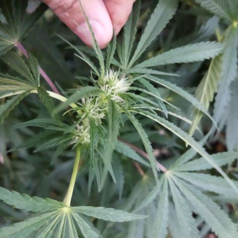 Zombie kush growlog photo: 3ml biogrow
3ml bio bloom
7ml topmax