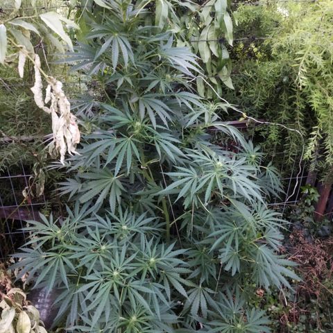 Zombie kush growlog photo: 3ml biogrow
3ml bio bloom
7ml topmax