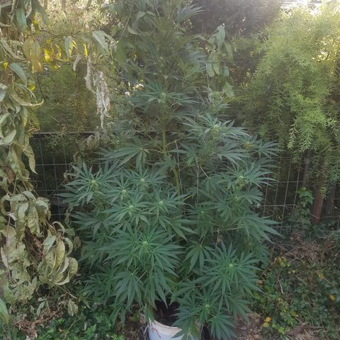 Zombie kush growlog photo: 3ml bio bloom
3ml bio grow
2ml topmax